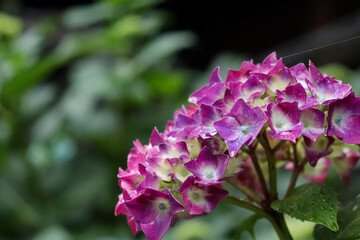 あじさい 紫陽花 アジサイ パープル 美しい 綺麗 優美 かわいい 落ち着いた さわやか 梅雨 雨