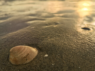 shell on the sand