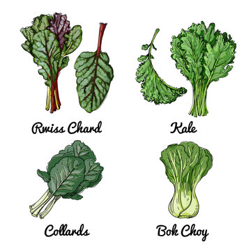 Vector food icons of vegetables. Colored sketch of food products. Rwiss chard, kale, collards, bok choy