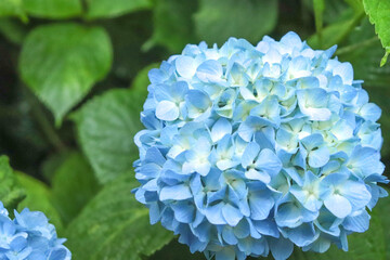 アジサイ 紫陽花 あじさい ブルー 紫 雨 梅雨 かわいい 美しい 綺麗 優美 可憐 6月 