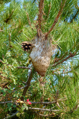 Moth Cocoon Thassos Greece