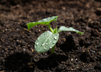 Young seedling of cucumber sprout in ground, cultivation of cucumbers in greenhouse. Growing vegetables at home. Urban vegetables garden. Farming, agriculture. Black earth.