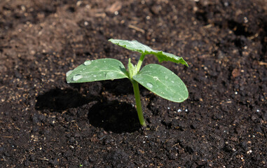 Young seedling of cucumber sprout in ground, cultivation of cucumbers in greenhouse. Growing vegetables at home. Urban vegetables garden. Farming, agriculture. Black earth.