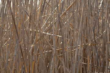 reedbed close up in sunny day, image for texture or background