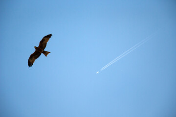 Young falcon is soaring in  air on coarse big wings, against background of bright spring blue sky.  predatory hawk flies in sky in search of mining.