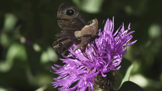 Centaurea Montana and Satyrus butterfly (Wood nymph, Pseudochazara sp.) feeds on nectfr. Such worn-out wings in butterflies at the end of life, in the fall. North Caucasus mountain meadows