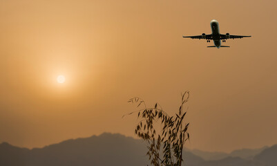 Bunch of oat plant and sunrise above dusted mountains with landing airplane