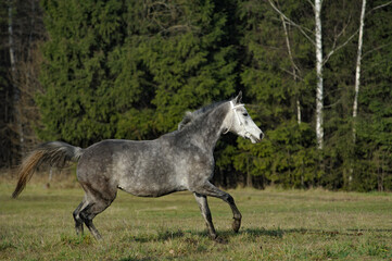 Fototapeta na wymiar Gray horse in halter running