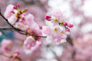 Obraz premium cherry blossom