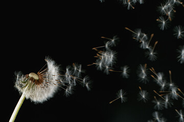 Macro Shot of Dandelion Seeds Being Blown isolated on Black Background