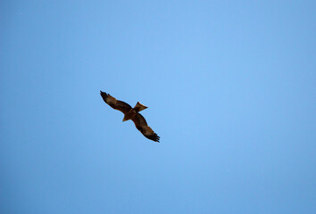 Young falcon is soaring in  air on coarse big wings, against background of bright spring blue sky.  predatory hawk flies in sky in search of mining.