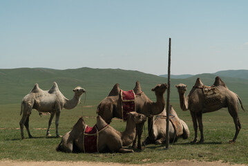 camels in national ammunition in the mountains of Mongolia