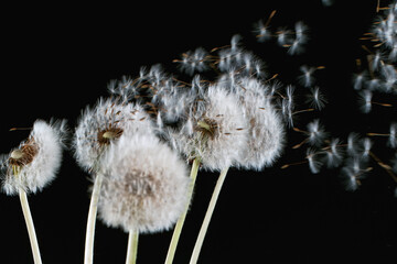 Macro Shot of Dandelion Seeds Being Blown isolated on Black Background