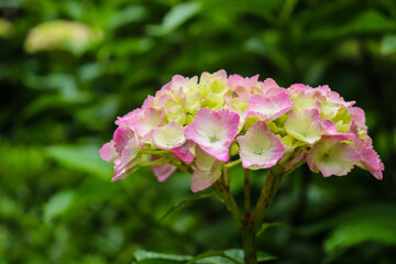 アジサイ 紫陽花 あじさい ピンク パープル 花びら かわいい さわやか パステル  グリーン 雨 梅雨