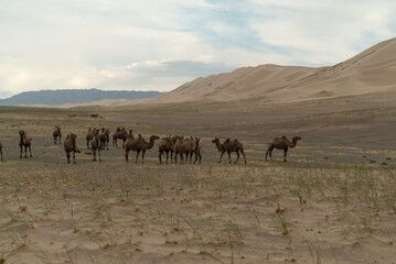 a herd of bactrian camels in the desert in Mongolia