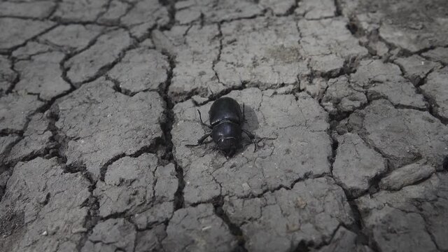 Dead big ground beetle carabus on dry, cracked ground - victims of drought
