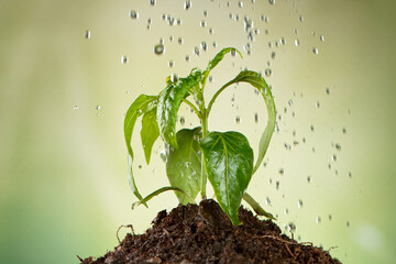 Concept of watering little seedling. Small trees that grow on fertile ground