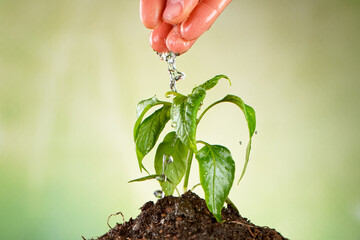 Concept of watering little seedling. Small trees that grow on fertile ground