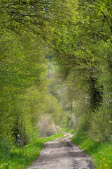 Wald im Nationalpark Eifel
