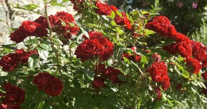 Bush of red roses in an Italian garden. Spectacular purple-red roses in bloom.Spring flowering with cluster rose flowers. Liguria, Italy.