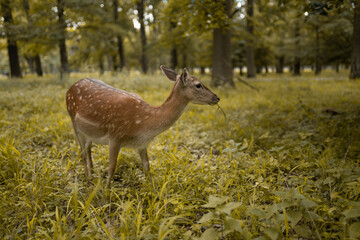 Reh in Waldlandschaft