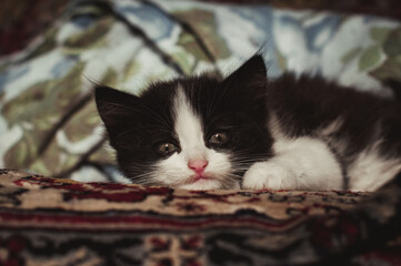A little kitten is lying on the couch. Black and white cat. Cute kitten