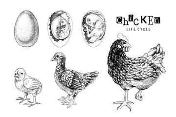 Fototapeta na wymiar Monochrome Life cycle of a Chicken