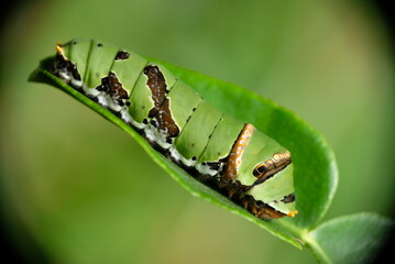 Close up of caterpillar on a leaf.