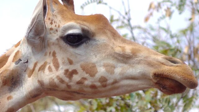 Close up of giraffe in slow motion 60fps