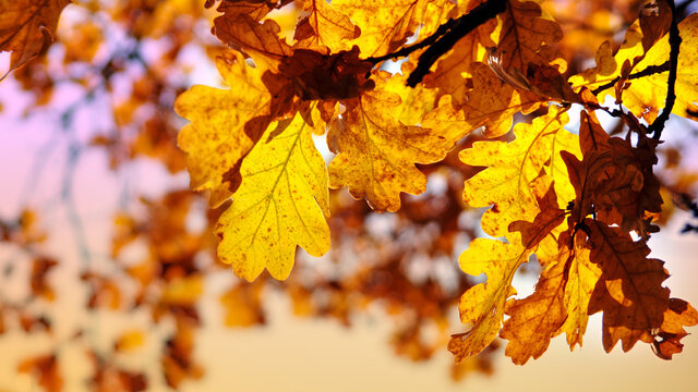 beautiful autumn background a branch of yellow oak leaves on a blurred background