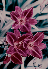
Pink lily close-up stylized
