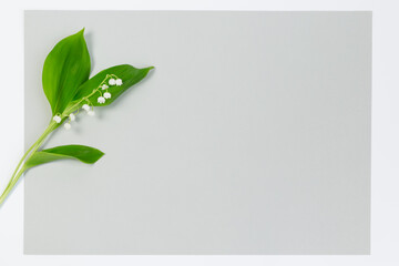 Pojedyncza, kwitnąca konwalia majowa, z zielonymi liśćmi na szarym i białym tle - obrazy, fototapety, plakaty