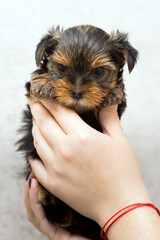 Yorkshire terrier puppy in hands close-up