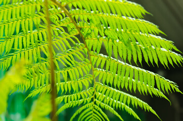 Tropical leaves foliage plant jungle bush floral arrangement nature backdrop
