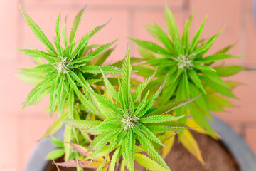 Vista de cerca de flores y hojas de marihuana (Cannabis)