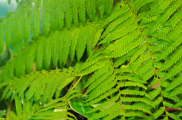 Tropical leaves foliage plant jungle bush floral arrangement nature backdrop
