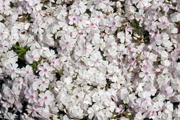Creeping phlox (Phlox subulata). Called Moss phlox, Moss pink and Mountain phlox also.