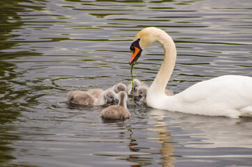 A mute swan and cygnets in St James's Park, London, UK
