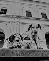 dog in front of a building