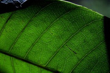 green leaf macro