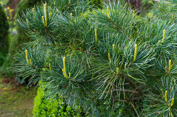 Naklejka premium Close-up of young light shoots on original two-tone green and silvery pine of Japanese pine Pinus parviflora Glauca in spring garden. Nature concept for design with copy space. Selective focus
