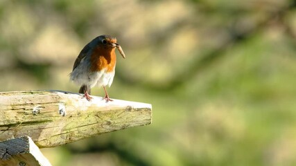 Red Robin on post with leather jacket grub in Donegal, Ireland