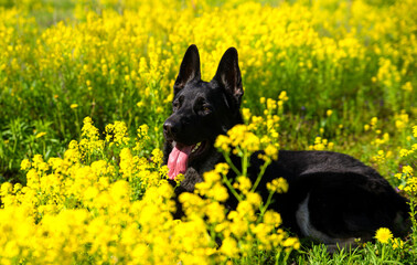 the Eastern European shepherd sits in yellow flowers in summer