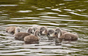 A group of week-old cygnets in St James's Park, London, United Kingdom.