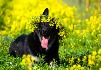 a black shepherd dog with a wreath of yellow flowers on its head lies in a flower meadow