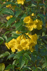 Fototapeta premium Yellow trumpetbush (Tecoma stans). Called Yellow bells, Yellow elder and Ginger-thomas also
