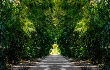 Narrow street surrounded by nature. Tree-lined avenue that shadows the entire route. Long and straight road surrounded by green vegetation.
