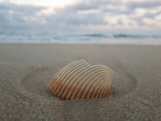Fototapeta na wymiar Orange shell on the beach