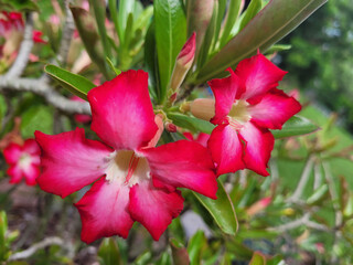 Desert Rose