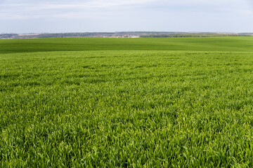 Fototapeta premium Field of young green wheat seedlings. Sprouts of young barley or wheat that have sprouted in the soil. Close up on sprouting rye on a field. Sprouts of rye. Agriculture, cultivation.